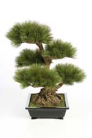 PINUS BONZAI TREE 60 CM - Länge: 60cm, Blätter: 124