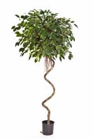 FICUS EXOTICA SPIRAL TREE - Länge: 200cm, Blätter: 1540