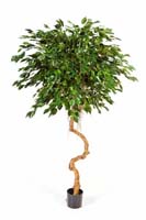 FICUS EXOTICA CRAZY TRUNK - Länge: 180cm, Blätter: 1958