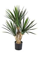 BABY YUCCA X 3 - Länge: 68cm, Blätter: 107