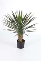 YUCCA ROSTRATA HEAD - Länge: 82cm, Blätter: 90