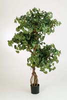 SWEET GINGKO ON CRAZY TRUNK - Länge: 145cm, Blätter: 1092