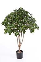 EUONYMUS JAPONICUS TREE - Länge: 120 cm, Blätter: 2475