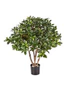 EUONYMUS JAPONICUS BUSH - Länge: 75 cm, Blätter: 1386