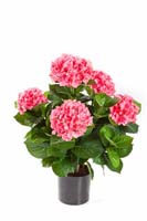 HYDRANGEA BUSH DE LUXE W/POT - Länge: 53 cm, Blätter: 134, Blüten: 228