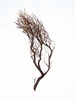 Decowood - Manzanita Braun L:90/